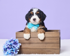 Mingo Mini Bernadoodle 